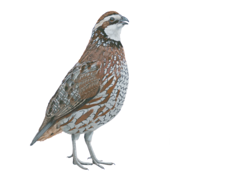 Quail